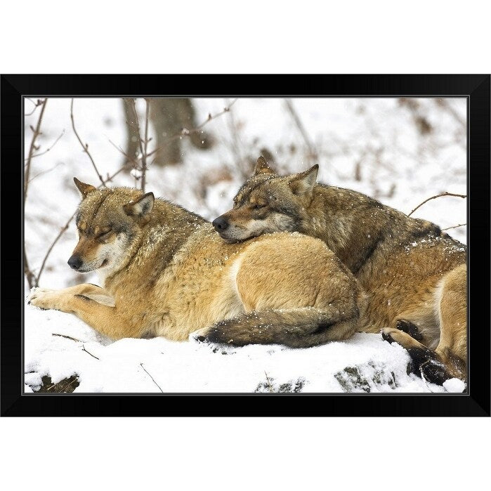 "Wolves in the Bavarian Wood" Black Framed Print