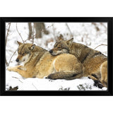 "Wolves in the Bavarian Wood" Black Framed Print