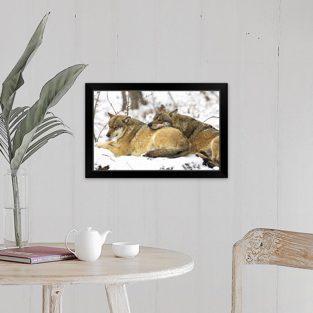 "Wolves in the Bavarian Wood" Black Framed Print