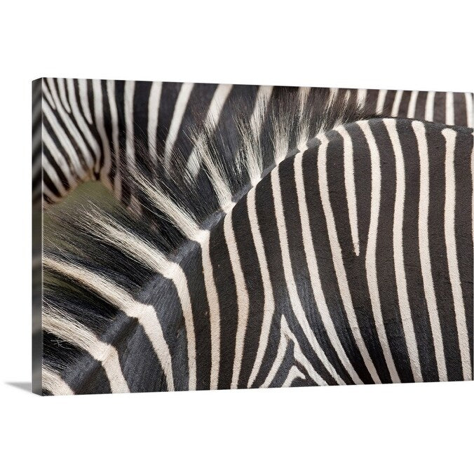 "Zebras" Canvas Wall Art