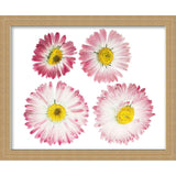 24x26 Gold Shadowbox Frame - Interior Size 24x26 by 1.5 In Deep - Gold Frame Is Made to Display Items Up To 1.5 In Deep