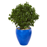 32" Peperomia Artificial Plant in Blue Planter UV Resistant (Indoor/Outdoor) - 32