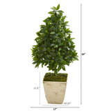 34" Sweet Bay Cone Topiary Artificial Tree in Country White Planter