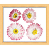 38x26 Gold Shadowbox Frame - Interior Size 38x26 by 1.25 In Deep - Gold Frame Made to Display Items Up To 1.25 In Deep