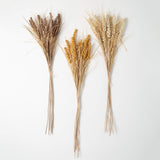 41"H Sullivans Dried Wheat Bush - Set of 3, Multicolored - 4"L x 2.5"W x 41"H