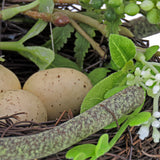 6" Bird's Nest and Greenery Table Décor - 6 in