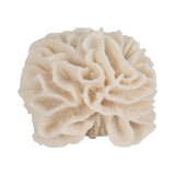 Sagebrook Home Coral Object, Ivory, Tranquil Waters