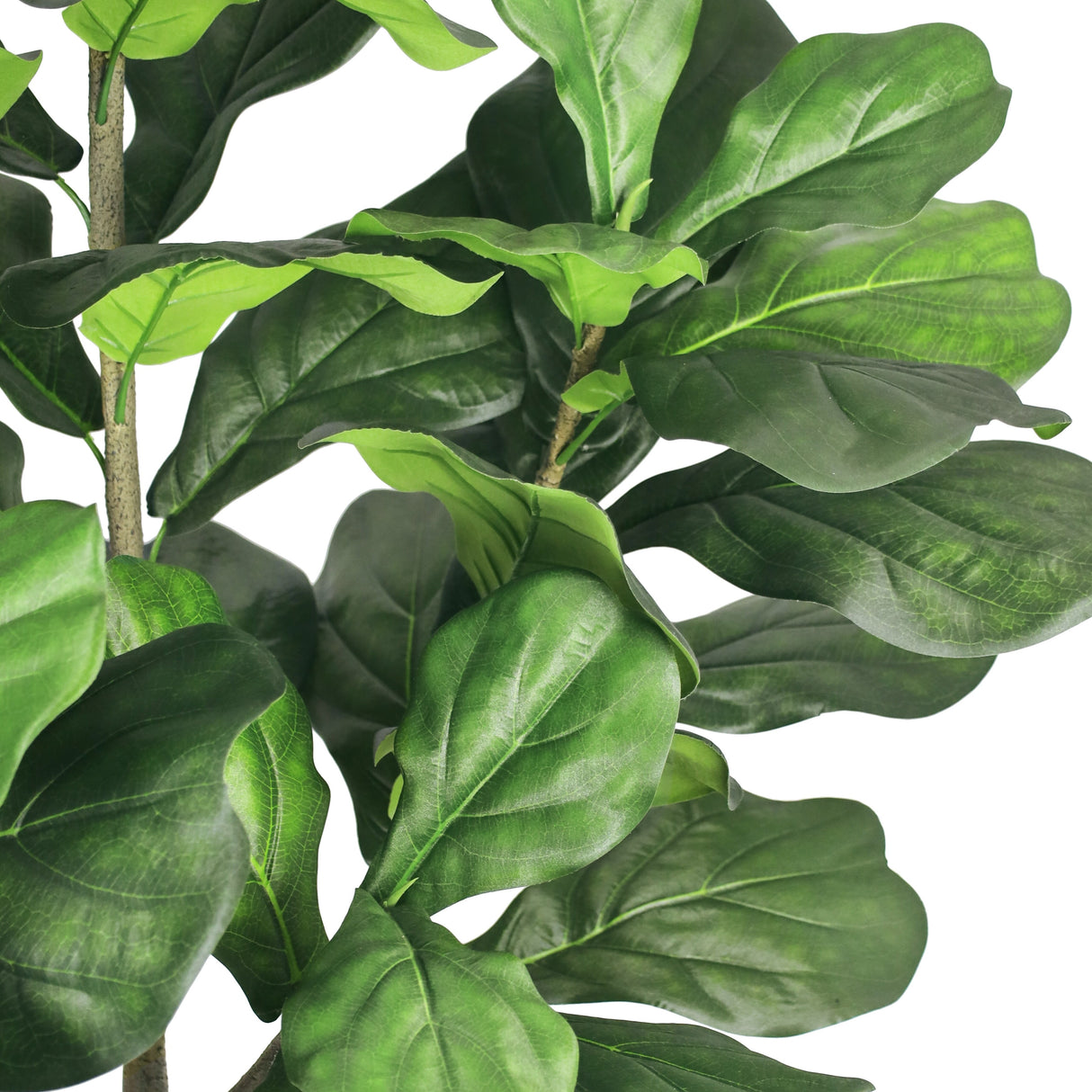 6ft Artificial Fiddle Leaf Fig Tree Plant in Black Pot - 72" H x 33" W x 33" DP