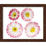 6x12 Walnut Shadowbox Frame - Interior Size 6x12 by 1 Inch Deep - This Walnut Frame Is Made to Display Items Up To 1 Inch Deep