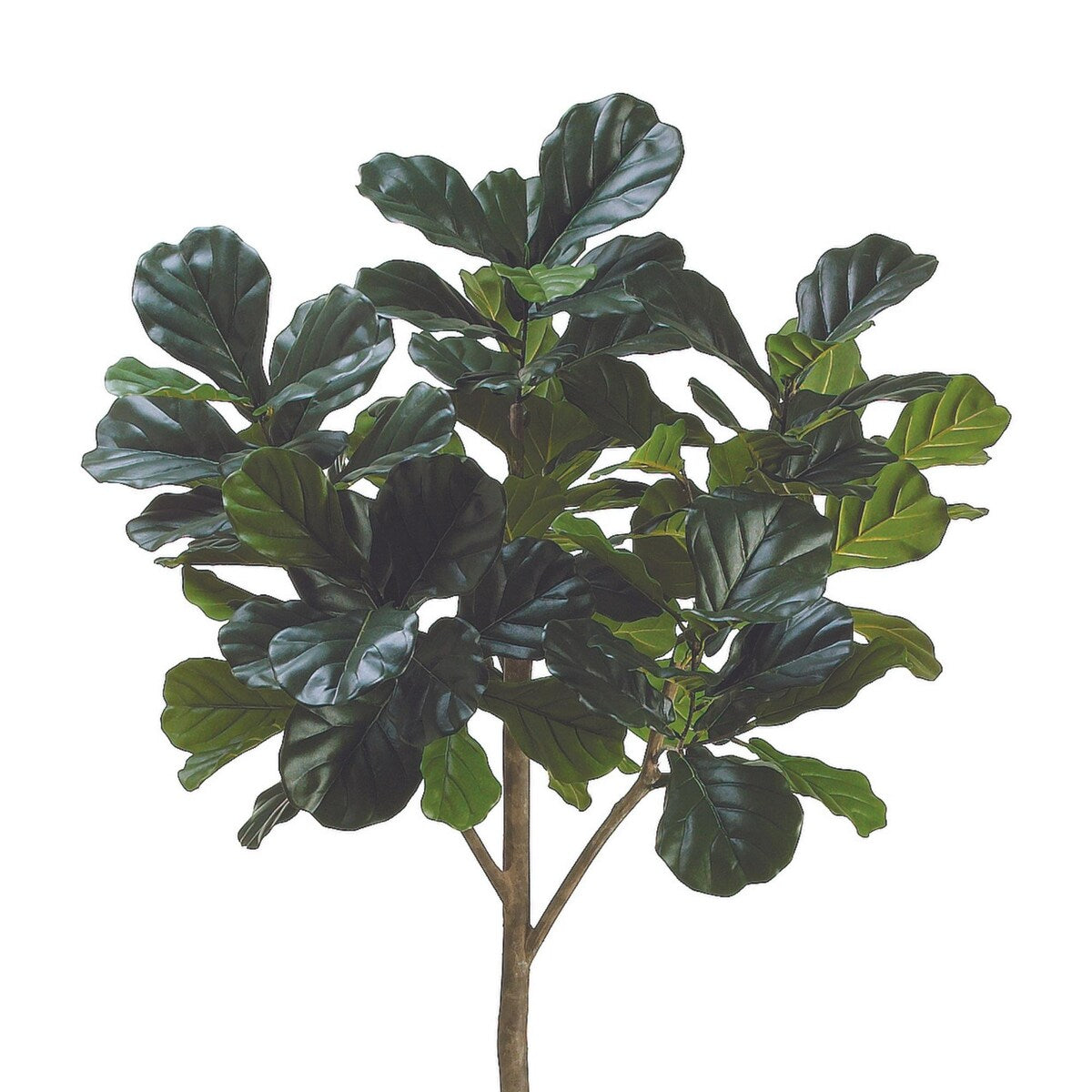 7 ft Fiddle Leaf Fig Tree - Green