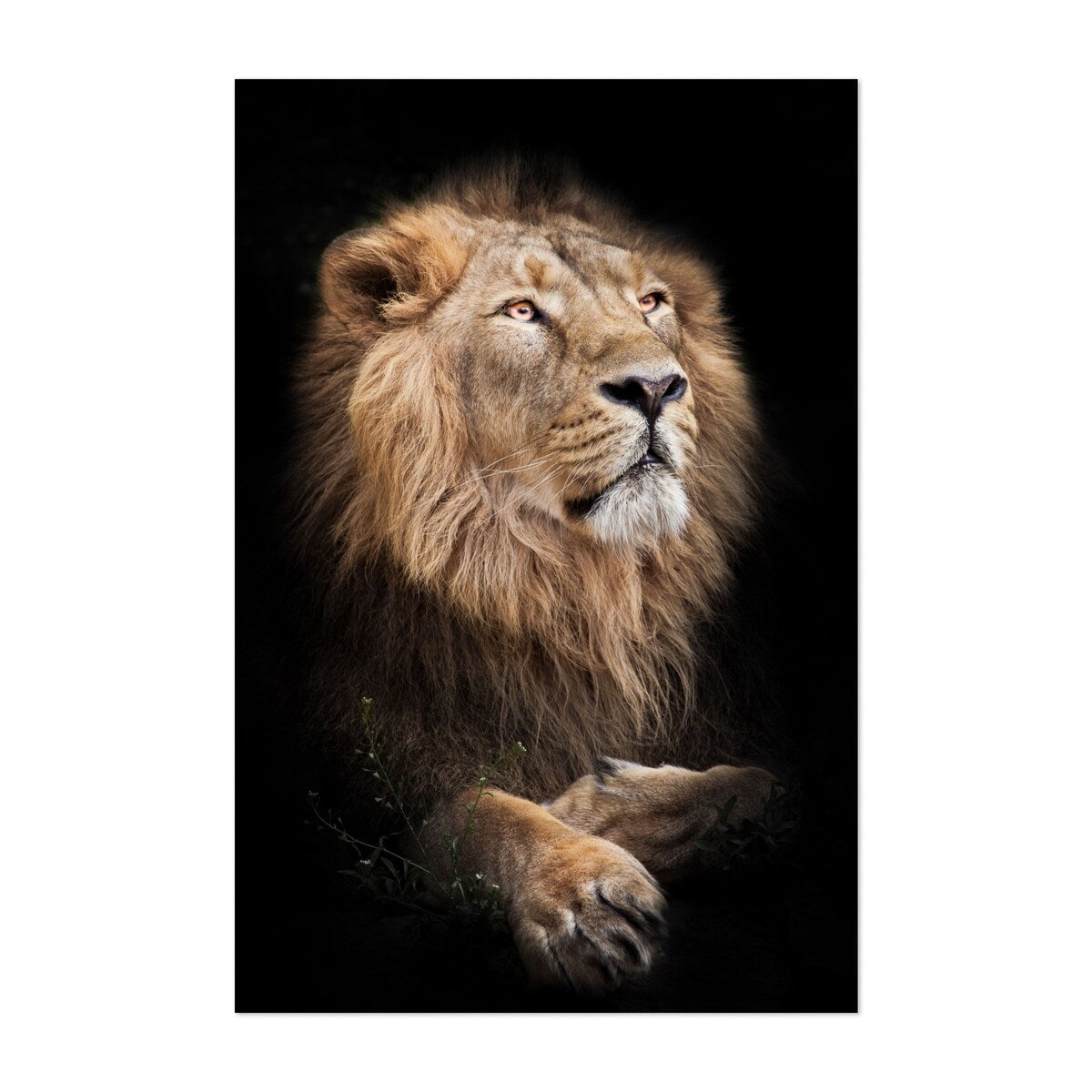 A powerful male with a magnificent mane Photography Art Print/Poster