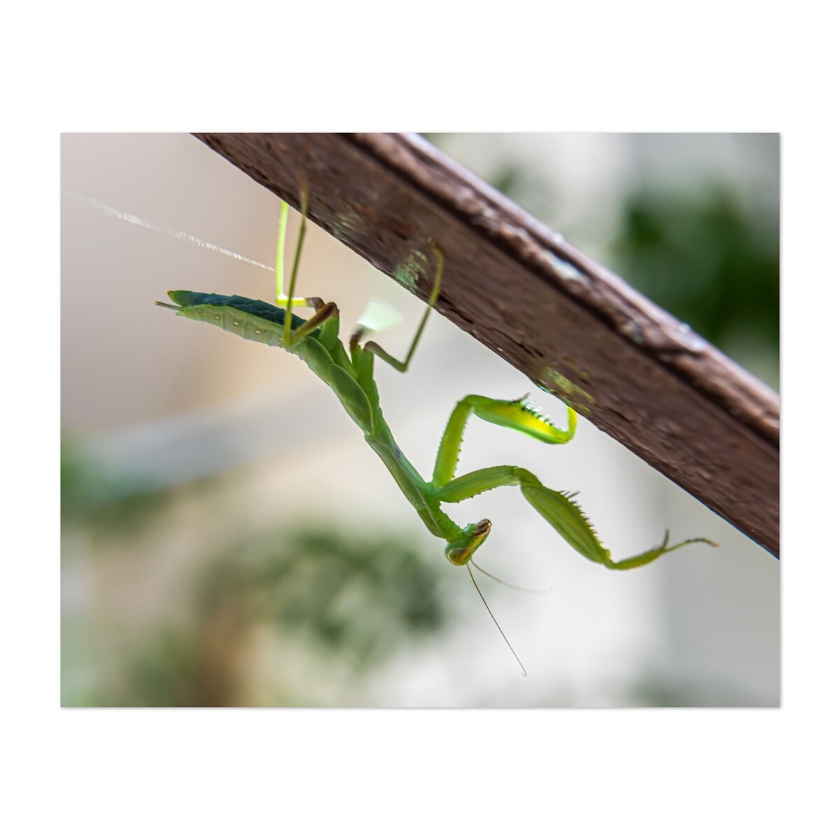 A small green mantis on a light background Art Print/Poster