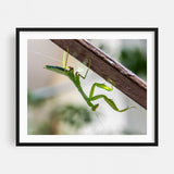 A small green mantis on a light background Art Print/Poster