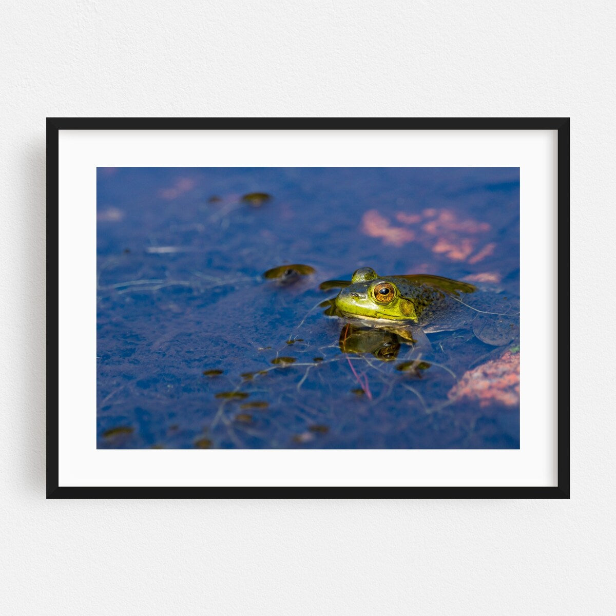 Acadia National Park Maine Portrait Of A Frog Nature Art Print/Poster