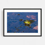 Acadia National Park Maine Portrait Of A Frog Nature Art Print/Poster