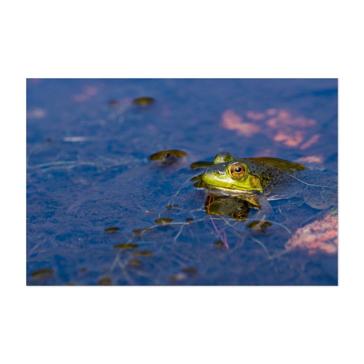 Acadia National Park Maine Portrait Of A Frog Nature Art Print/Poster
