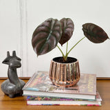 Admired By Nature Planters Pots, Modern Ceramic for Home Décor