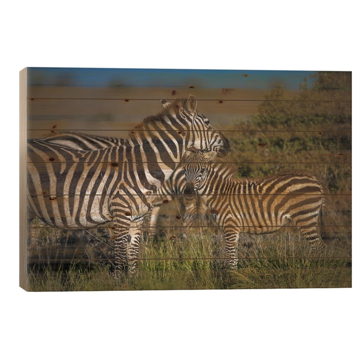 Africa Zebra And Cub Print On Wood by Alex G Perez - Multi-Color