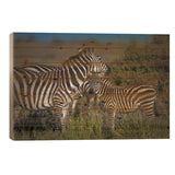 Africa Zebra And Cub Print On Wood by Alex G Perez - Multi-Color