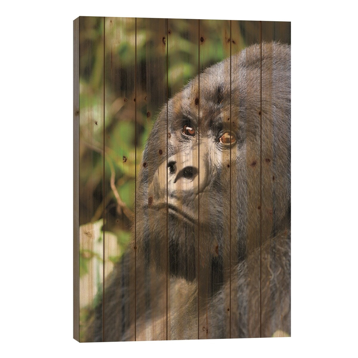Africa, Rwanda, Volcanoes National Park. Portrait of a silverback mountain gorilla II Print On Wood by Ellen Goff - Multi-Color