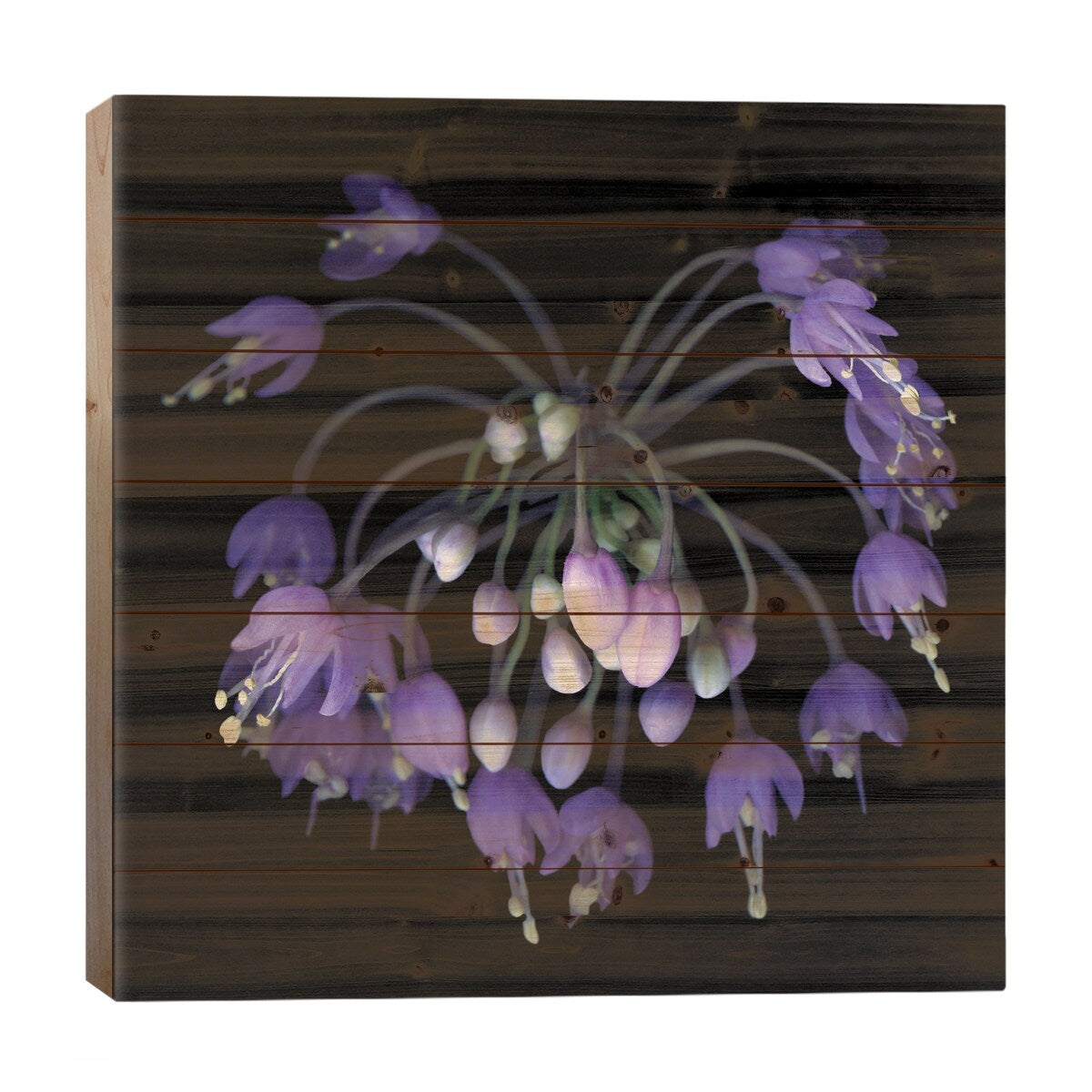 Allium Fireworks Print On Wood by Magda Indigo - Multi-Color