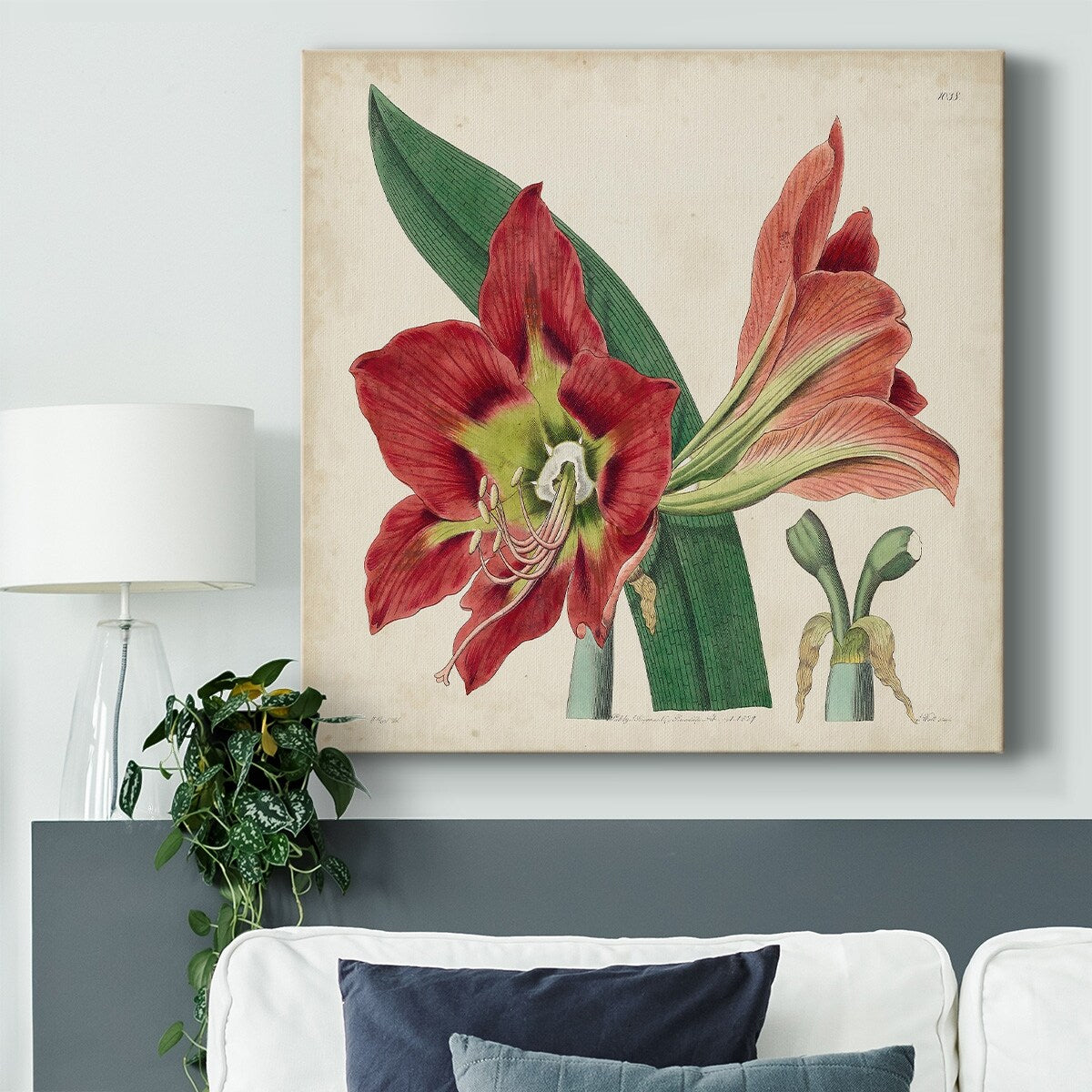 Amaryllis Splendor I-Gallery Wrapped Canvas