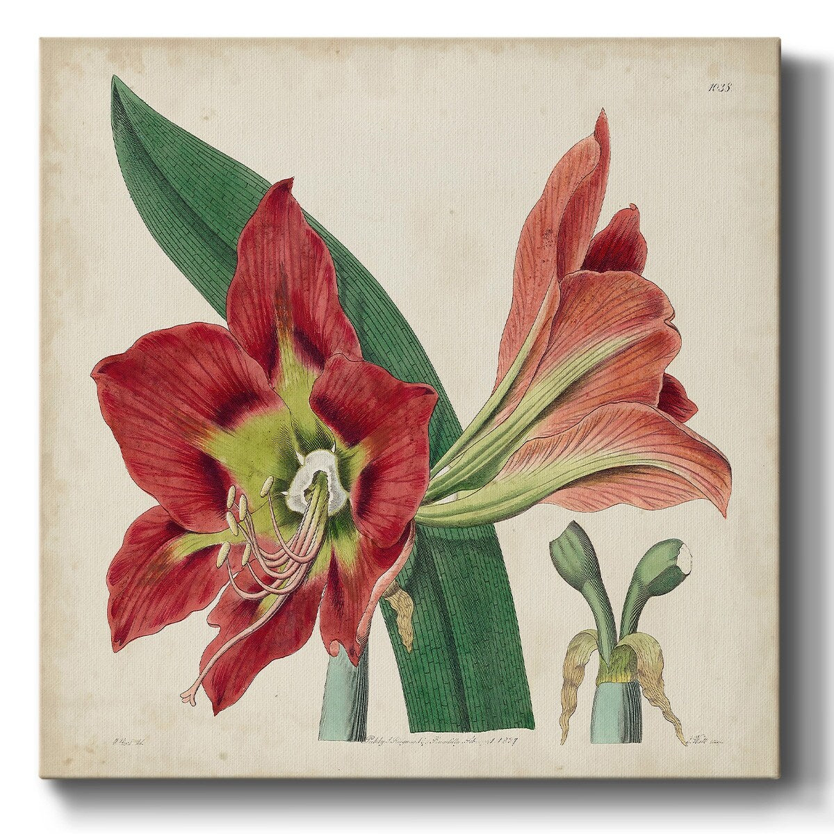 Amaryllis Splendor I-Gallery Wrapped Canvas