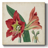 Amaryllis Splendor I-Gallery Wrapped Canvas