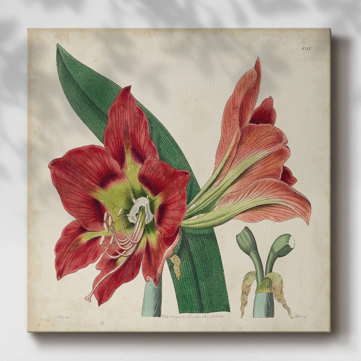 Amaryllis Splendor I-Gallery Wrapped Canvas
