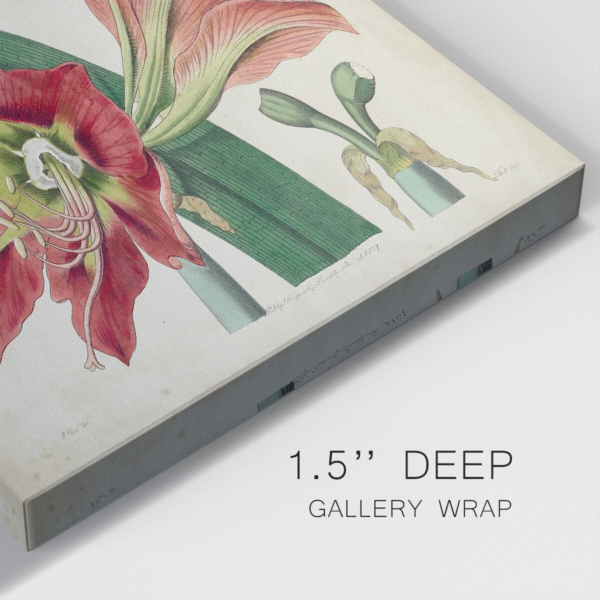 Amaryllis Splendor I-Gallery Wrapped Canvas