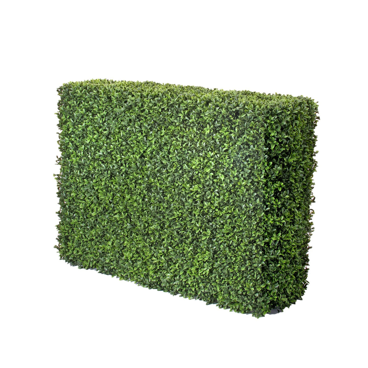 American Boxwood Hedge 40x12x29" - 40x29"
