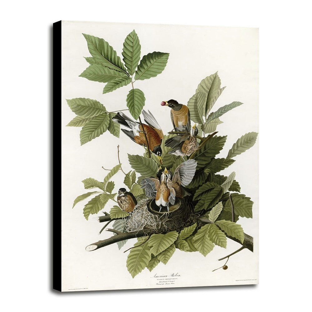 American Robin-VINAPP116374 Print 20"x13.5" by Vintage Apple Collection