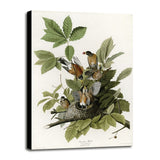 American Robin-VINAPP116374 Print 20"x13.5" by Vintage Apple Collection