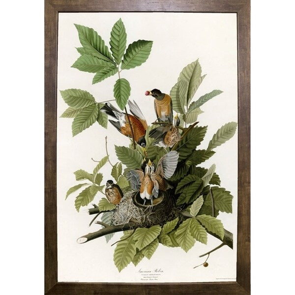 American Robin-VINAPP116374 Print 20"x13.5" by Vintage Apple Collection