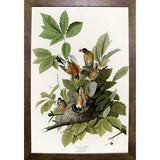 American Robin-VINAPP116374 Print 20"x13.5" by Vintage Apple Collection