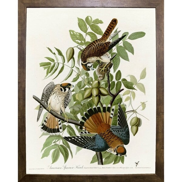 American Sparrow Hawk-VINAPP116375 Print 20"x15.75" by Vintage Apple Collection