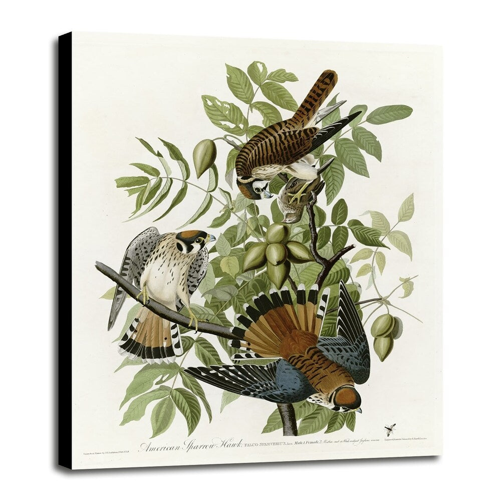 American Sparrow Hawk-VINAPP116375 Print 20"x15.75" by Vintage Apple Collection