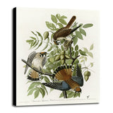 American Sparrow Hawk-VINAPP116375 Print 20"x15.75" by Vintage Apple Collection