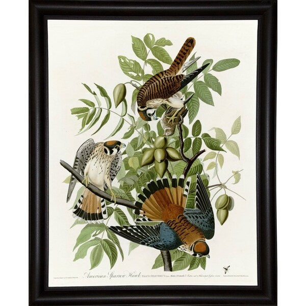 American Sparrow Hawk-VINAPP116375 Print 20"x15.75" by Vintage Apple Collection