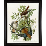 American Sparrow Hawk-VINAPP116375 Print 20"x15.75" by Vintage Apple Collection