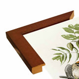 American Sparrow Hawk-VINAPP116375 Print 20"x15.75" by Vintage Apple Collection
