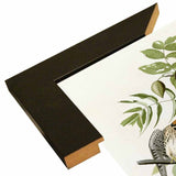 American Sparrow Hawk-VINAPP116375 Print 20"x15.75" by Vintage Apple Collection