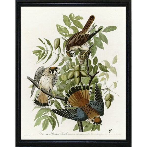 American Sparrow Hawk-VINAPP116375 Print 20"x15.75" by Vintage Apple Collection
