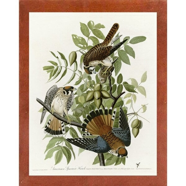 American Sparrow Hawk-VINAPP116375 Print 20"x15.75" by Vintage Apple Collection