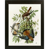 American Sparrow Hawk-VINAPP116375 Print 20"x15.75" by Vintage Apple Collection