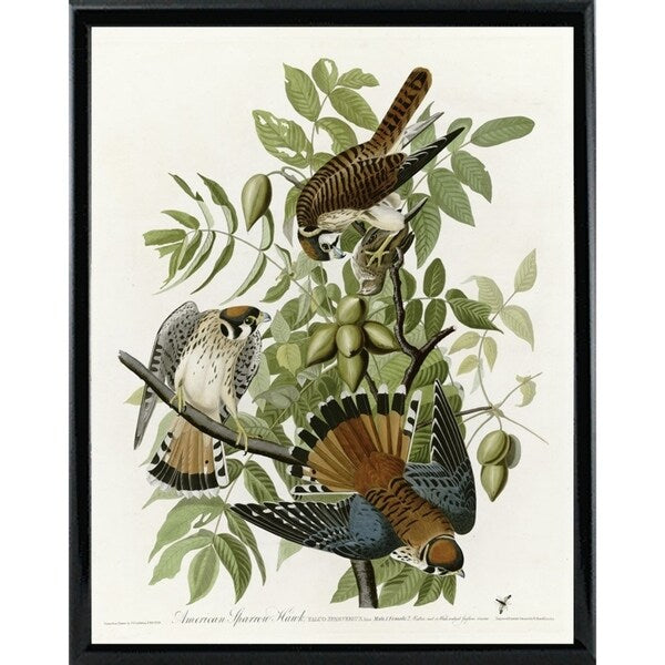 American Sparrow Hawk-VINAPP116375 Print 20"x15.75" by Vintage Apple Collection