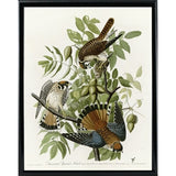 American Sparrow Hawk-VINAPP116375 Print 20"x15.75" by Vintage Apple Collection