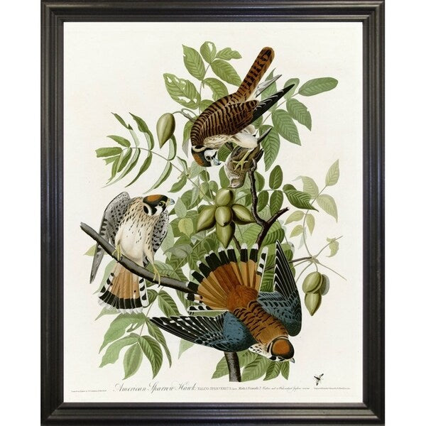 American Sparrow Hawk-VINAPP116375 Print 20"x15.75" by Vintage Apple Collection