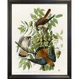 American Sparrow Hawk-VINAPP116375 Print 20"x15.75" by Vintage Apple Collection