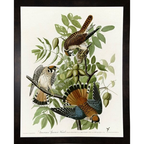 American Sparrow Hawk-VINAPP116375 Print 20"x15.75" by Vintage Apple Collection